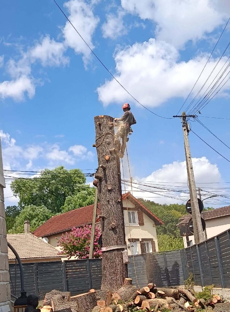 Fin de chantier. Le tronc est tronçonné par billes, à hauteur d'homme, et le bois est rangé le long de la clôture avant évacuation.