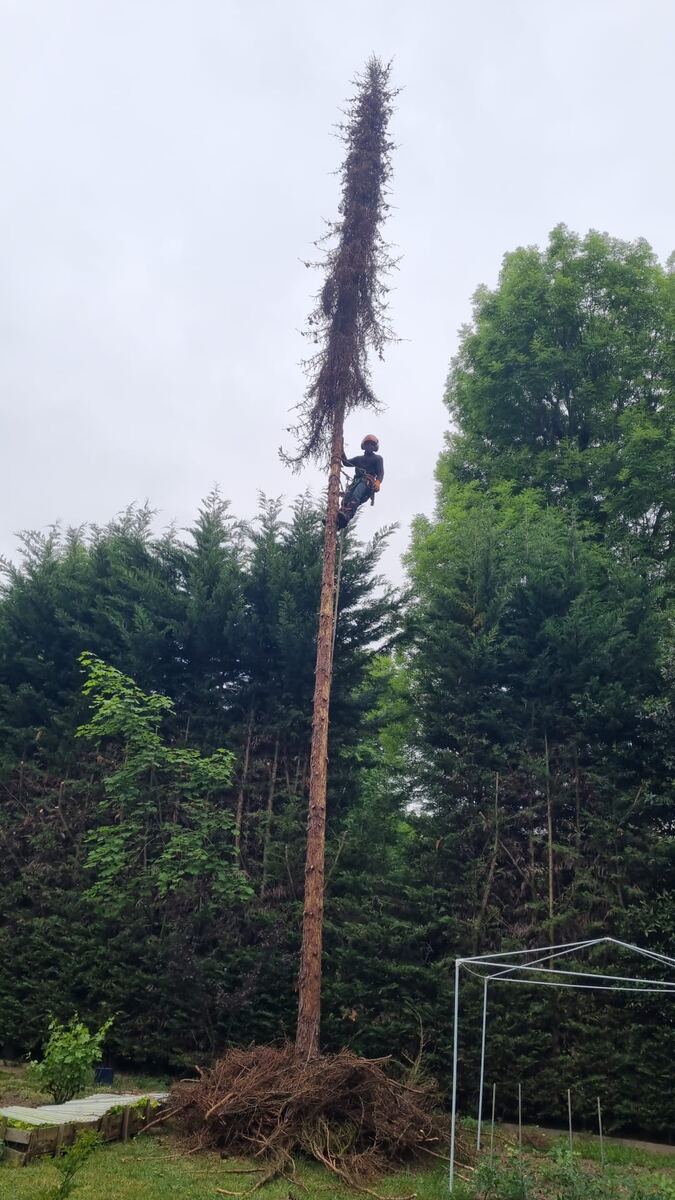 Le fût est nu sur toute sa hauteur ; il ne reste qu'à le descendre par tronçons courts, au-dessus d'un jardin dégagé.