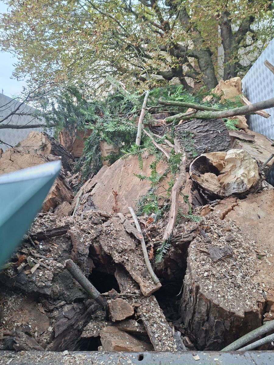 Le fût débité laisse voir un cœur creux et pourri sur toute la section : le marronnier était condamné et menaçait de rompre.