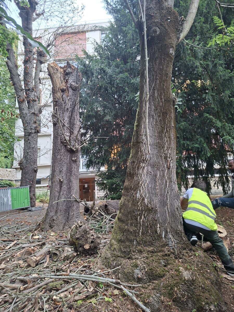 La coupe du pied à la tronçonneuse, une fois le fût dégarni, au ras d'un grand arbre voisin resté en place.