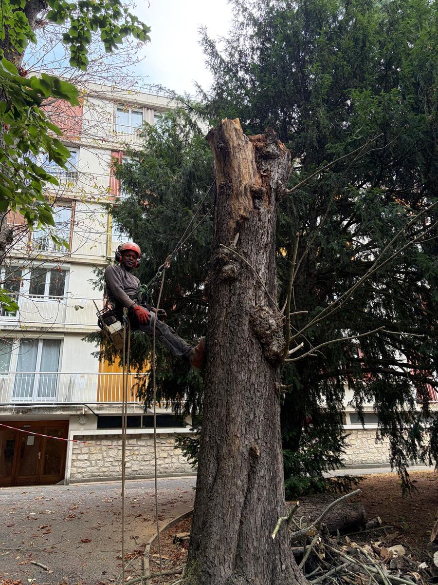 À mi-fût, harnaché et longé au tronc. Au-dessus, la cime cassée et l'aubier à nu disent l'arbre mort sur pied.