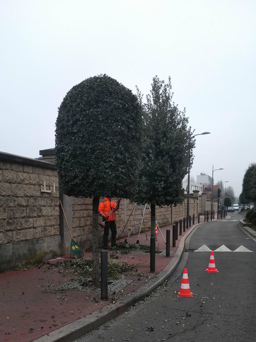 Deux jours plus tard, dans une autre rue : à gauche l'arbre est fini, à droite il ne l'est pas encore. C'est exactement ce que la taille lui redonne. Côté chaussée, le poste est balisé au cône.
