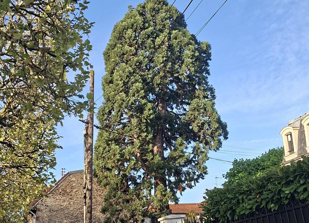 Le séquoia avant la taille : houppier dense, terrasse à l'ombre