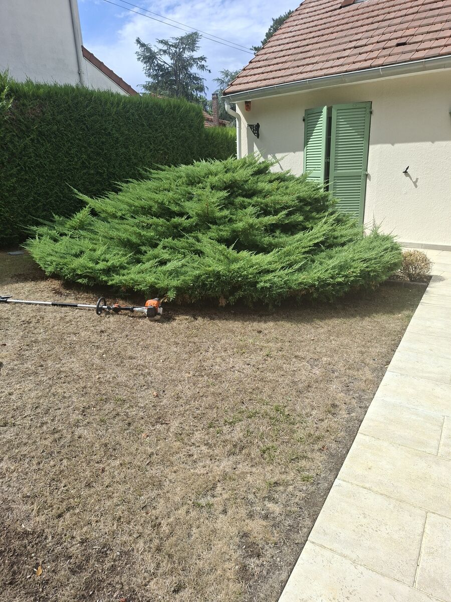 La débroussailleuse posée devant un genévrier étalé, en bordure de terrasse — l'outil de la journée.